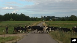 Деревня Вижайны (Польша). Она расположена у границы с Литвой в Сувалкском коридоре 